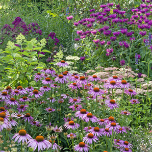 Wie man einen Bienengarten richtig anlegt