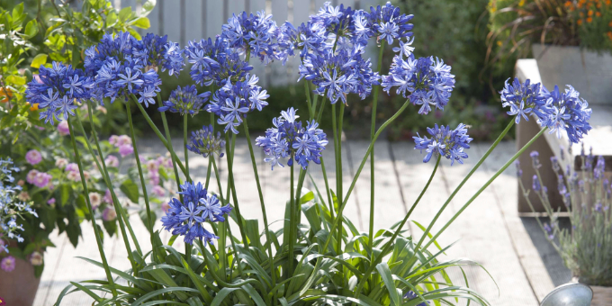 Agapanthus überwintern: Wie viel Schutz braucht die Schmucklilie?