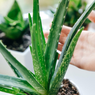 Aloe vera pflegen: Das sind die 3 größten Fehler