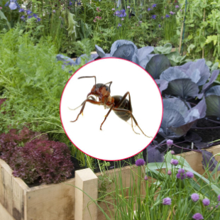 Ameisen im Hochbeet? So werden Sie die Insekten los