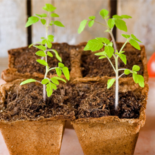 Tomaten säen: Wann ist der richtige Zeitpunkt? 