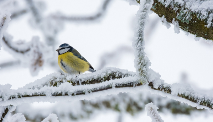 Vogel auf Ast