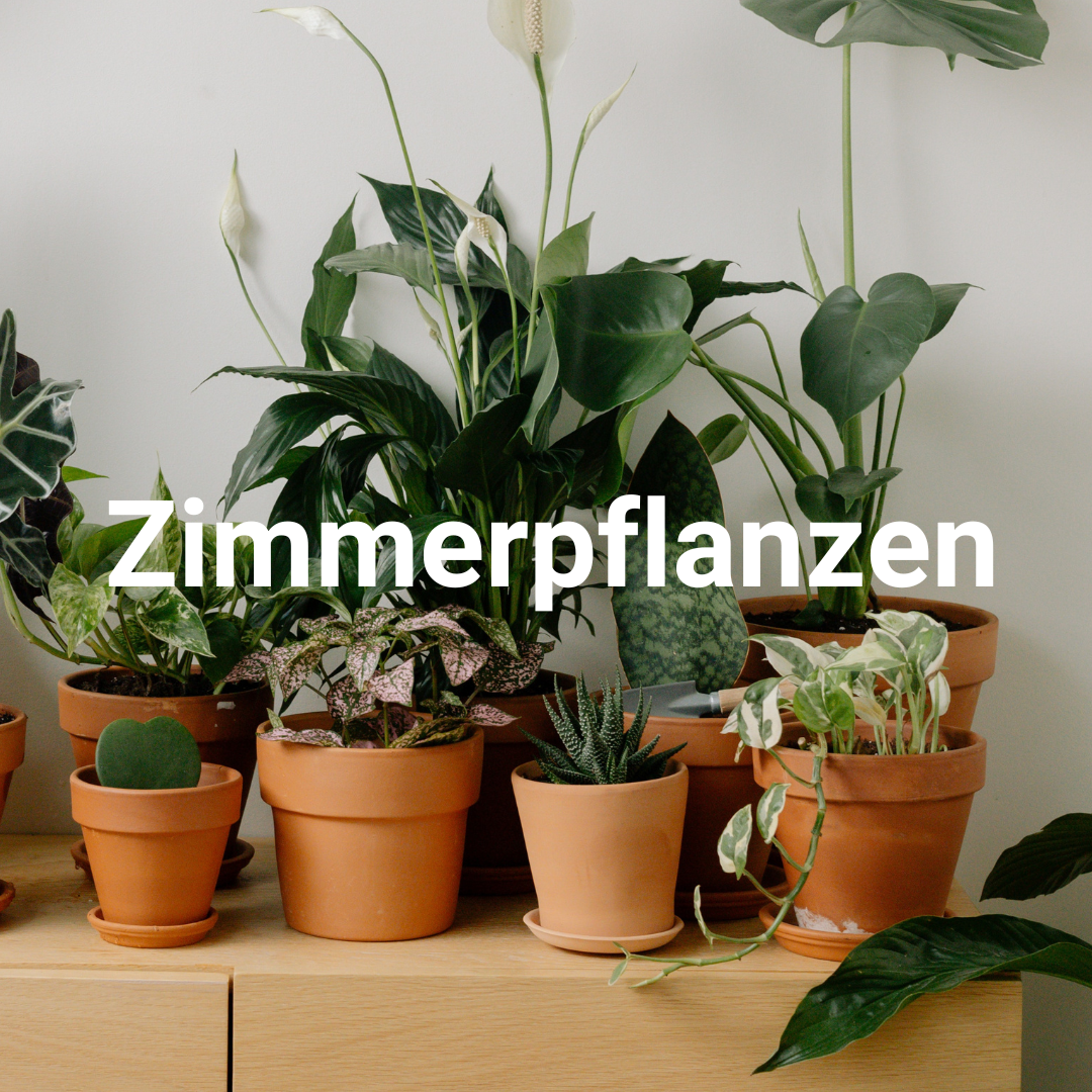 Zimmerpflanzen