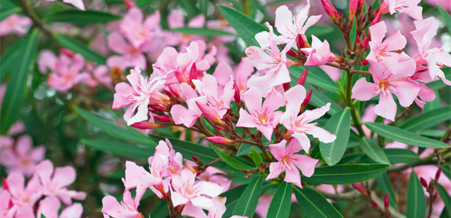 Oleander pflegen: Die 3 größten Fehler