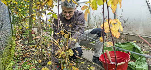 Die 3 wichtigsten Gartenarbeiten im November