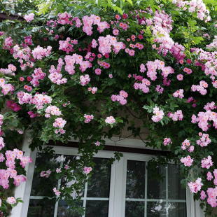 Rambler-Rose "Paul's Himalayan Musk Rambler"