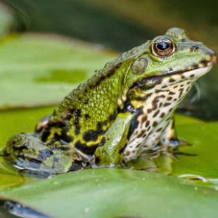 Naturschutz im Garten