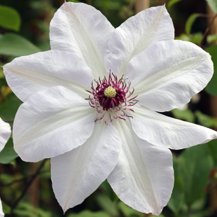 Clematis 'Miss Bateman'