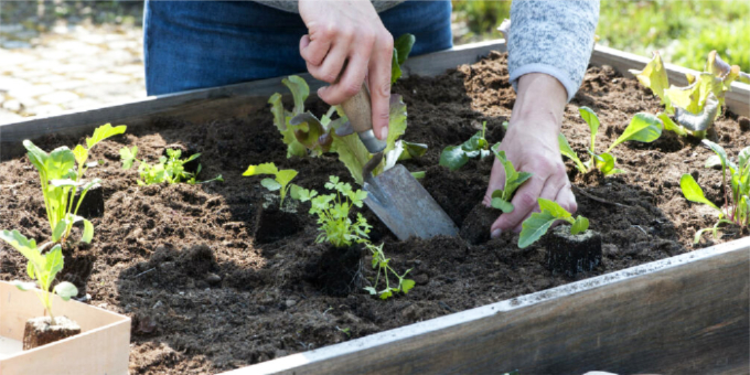 Hochbeet clever bepflanzen und rund ums Jahr ernten