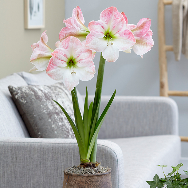 Amaryllis 'Sweet Star'