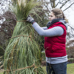 5 Pflanzen, die Sie jetzt vor Frostschäden schützen sollten 