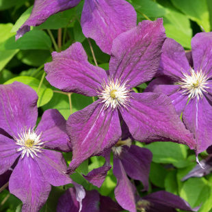 Clematis pflegen: 3 häufige Fehler