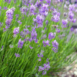 Blühender Lavendel