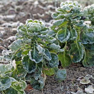 Gartentipps für den Nutzgarten im November