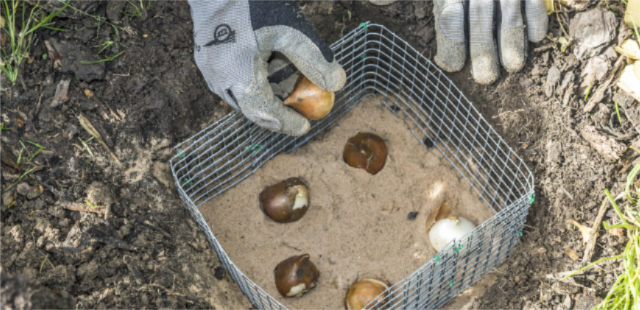 Die 3 wichtigsten Gartenarbeiten im Oktober