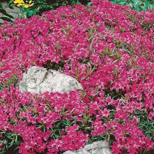 Roter Teppich-Phlox