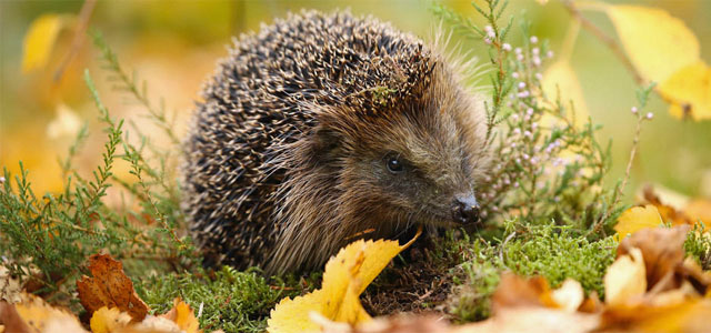 Naturschutz im Garten: Was im September wichtig ist