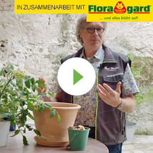 Video: Tomaten im Topf richtig pflanzen