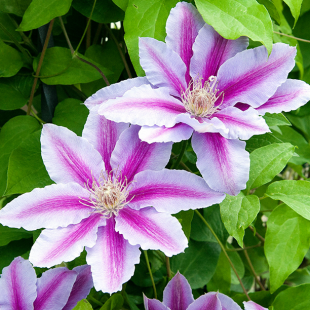 Clematis 'Dr. Ruppel'