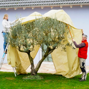 So kommt Ihr Olivenbaum gut durch den Winter 