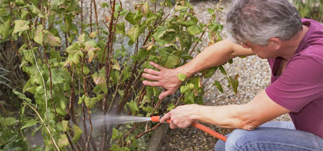 Die wichtigsten Gartenarbeiten im Juli 