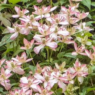 Clematis montana 'Marjorie'