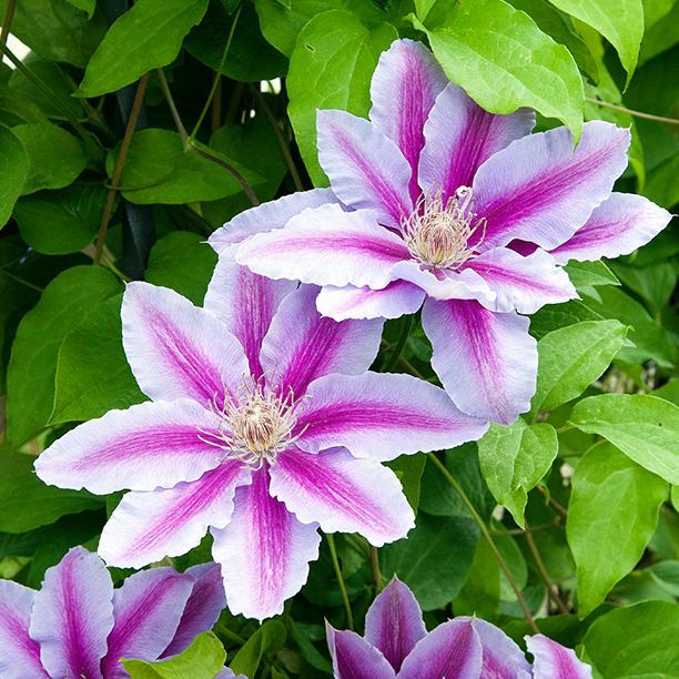 Clematis 'Dr. Ruppel'