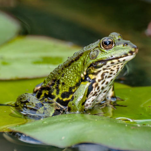 Naturschutz im Mai