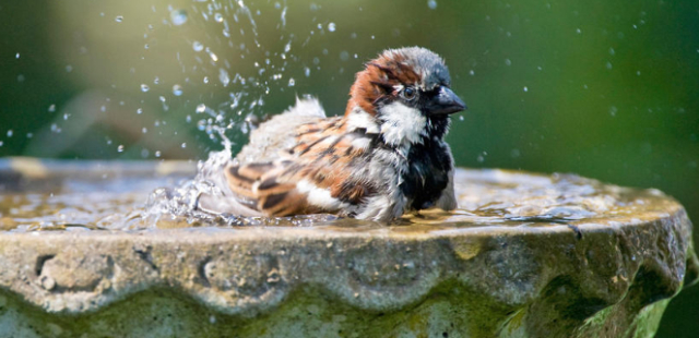 Naturschutz im Garten: Was im Juni wichtig ist