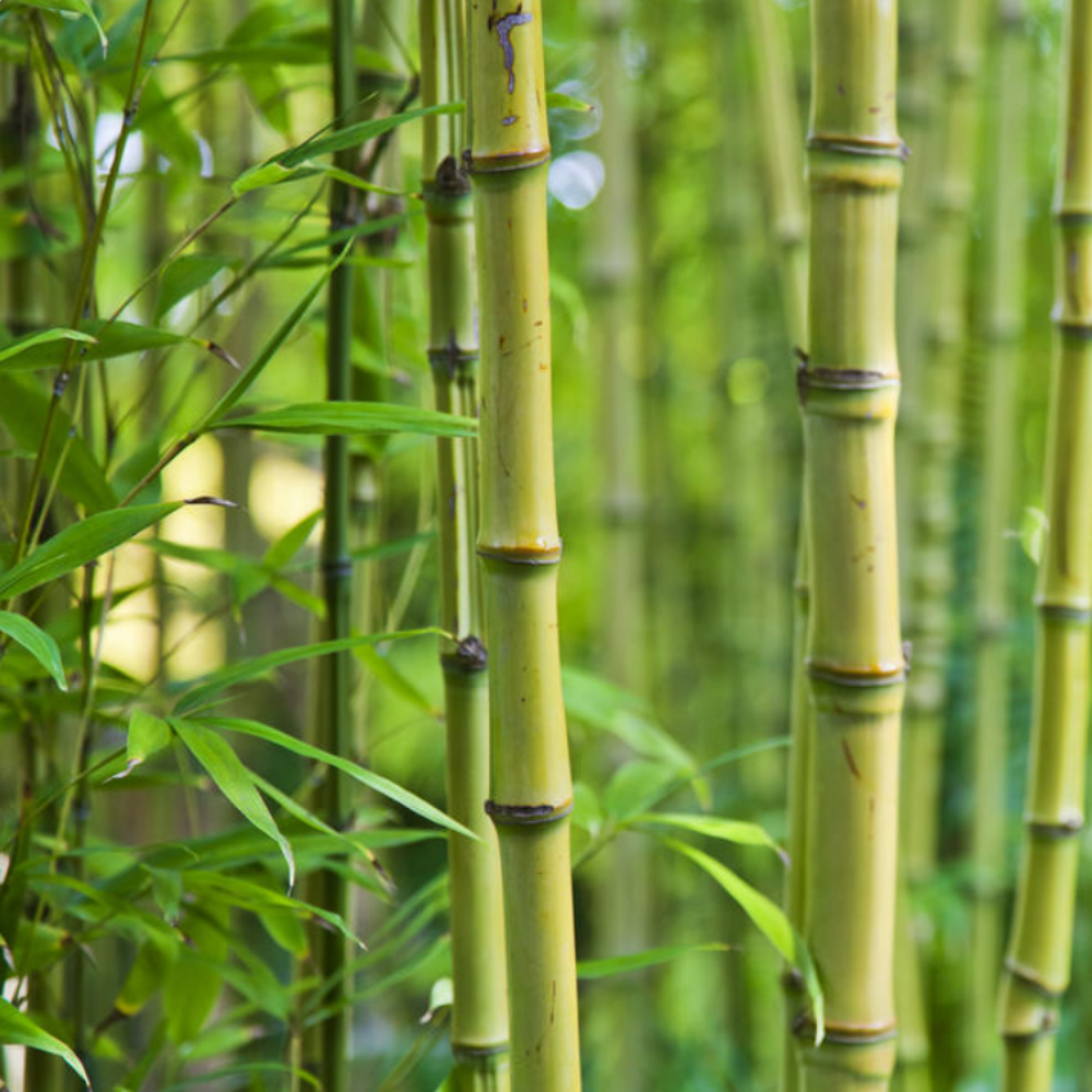 Bambus-Pflege