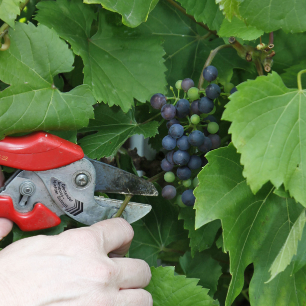 Weinreben im Sommer schneiden: So geht’s
