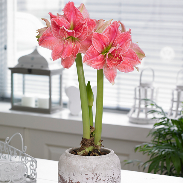 Amaryllis 'Sweet Nymph'