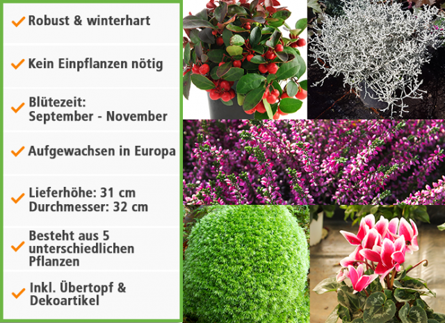 Mein schöner Garten Herbstliches Pflanzenarrangement Rot