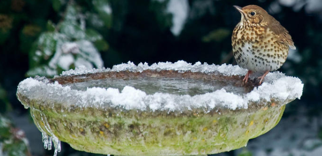 Naturschutz im Garten: Was im Dezember wichtig ist