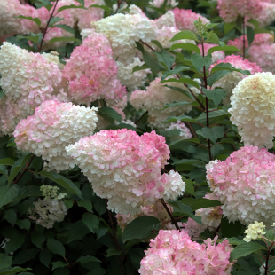 Mein schöner Garten Rispenhortensie 'Vanille Fraise'