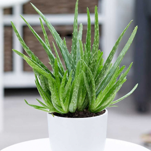Aloe Vera, 1 Pflanze
