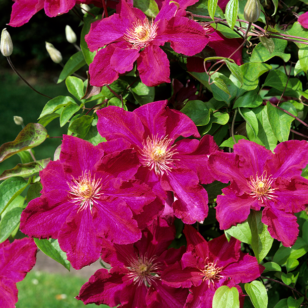 Clematis 'Ernest Markham'