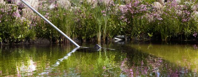 Algen im Gartenteich