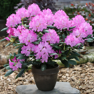 Rhododendron 'Englisch Roseum'