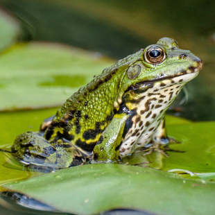 Naturschutz im Garten: Was im März wichtig ist