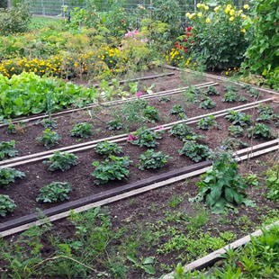 Gemüse anbauen: Tipps für die Anbauplanung