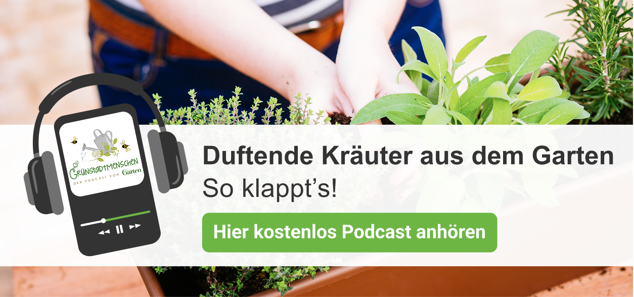 Podcast 