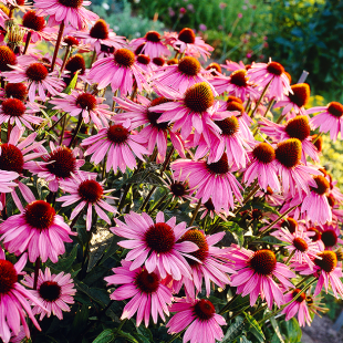 Echinacea purpurea