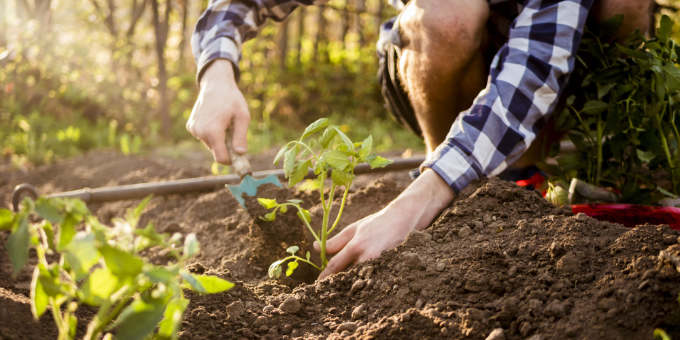 Großer Gartenkalender: Was mache ich wann im Garten?