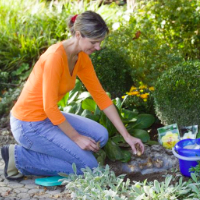 Praxistipps für den Ziergarten im August