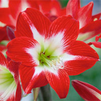 Amaryllis übersommern: