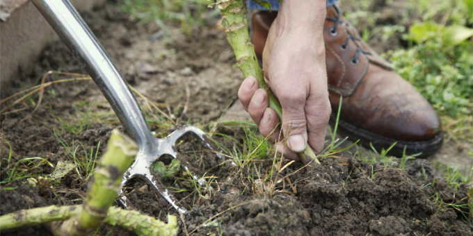 Die 3 wichtigsten Gartenarbeiten im Spätherbst 