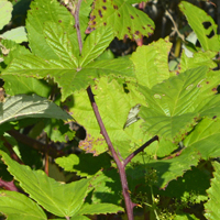 Wilde Brombeeren loswerden