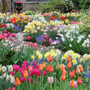 6 tolle Pflanzideen mit Blumenzwiebeln 