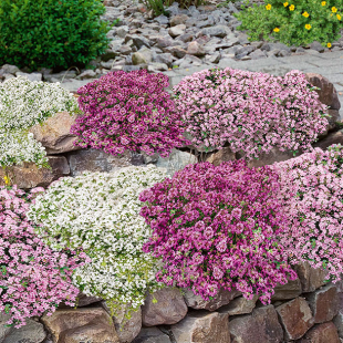 Mein schöner Garten Bodendecker-Set Thymian, 9 Pflanzen